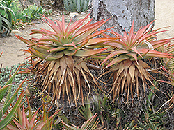 Mitre Aloe (Aloe lineata) at Stonegate Gardens