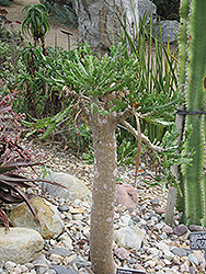 Tree Euphorbia (Euphorbia ramipressa) at Stonegate Gardens