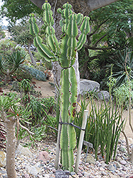 Desert Candle (Euphorbia abyssinica) at Stonegate Gardens
