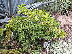 Lignum Vitae (Guaiacum sanctum) at A Very Successful Garden Center