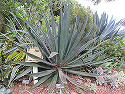 Weber's Blue Agave (Agave tequilana 'Weber's Blue') at A Very Successful Garden Center