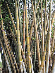 Giant Bamboo (Dendrocalamus giganteus) at A Very Successful Garden Center