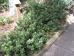 Heart-leaved Globe Daisy (Globularia cordifolia) at A Very Successful Garden Center