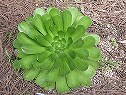 Salad Bowl Aeonium (Aeonium urbicum 'Salad Bowl') at Lakeshore Garden Centres