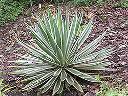 Variegated Caribbean Agave (Agave angustifolia 'Marginata') at A Very Successful Garden Center