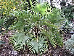 Sinaloa Hesper Palm (Brahea aculeata) at A Very Successful Garden Center