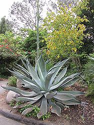 Pachycentra Agave (Agave pachycentra) at Stonegate Gardens