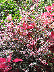 Red-leaved Snow Bush (Breynia disticha 'Roseopicta') at A Very Successful Garden Center