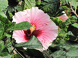 High Voltage Hibiscus (Hibiscus rosa-sinensis 'High Voltage') at A Very Successful Garden Center