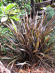 Platt's Black New Zealand Flax (Phormium 'Platt's Black') at A Very Successful Garden Center