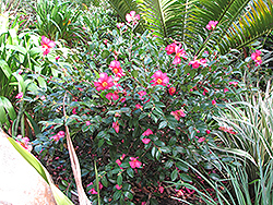 Kanjiro Camellia (Camellia sasanqua 'Kanjiro') at Lakeshore Garden Centres