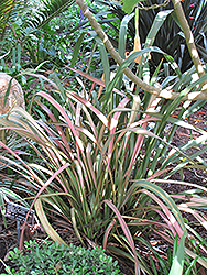 Jester New Zealand Flax (Phormium 'Jester') at A Very Successful Garden Center