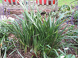 Tasman Flax Lily (Dianella tasmanica) at A Very Successful Garden Center