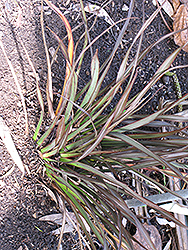 Jack Spratt New Zealand Flax (Phormium tenax 'Jack Spratt') at Lakeshore Garden Centres