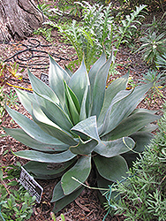 Blue Flame Agave (Agave 'Blue Flame') at A Very Successful Garden Center