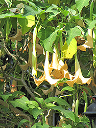 Angel's Trumpet (Brugmansia versicolor) at A Very Successful Garden Center