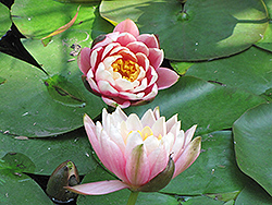 Pink Opal Hardy Water Lily (Nymphaea 'Pink Opal') at Stonegate Gardens