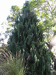Kashmir Cypress (Cupressus cashmeriana) at A Very Successful Garden Center