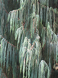 Kashmir Cypress (Cupressus cashmeriana) at Lakeshore Garden Centres