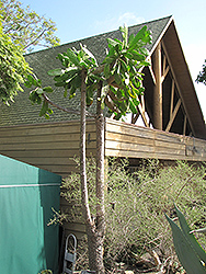 Road Kill Cactus (Opuntia rubescens) at A Very Successful Garden Center