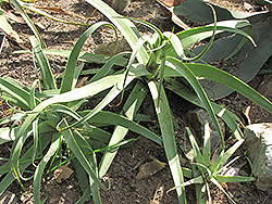 Candelabrum Agave (Agave bracteosa) at Stonegate Gardens