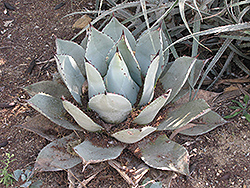 Parry's Agave (Agave parryi var. parryi) at Stonegate Gardens