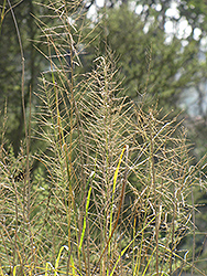 Mesa Form Wright's Dropseed (Sporobolus wrightii 'Mesa Form') at Lakeshore Garden Centres