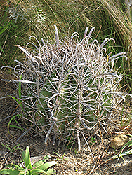 California Barrel Cactus (Ferocactus cylindraceus) at A Very Successful Garden Center
