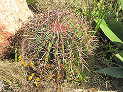 Leconte's Barrel Cactus (Ferocactus cylindraceus var. lecontei) at Stonegate Gardens