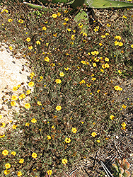 Golden Dyssodia (Thymophylla pentachaeta) at A Very Successful Garden Center