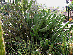 Blue Candle (Myrtillocactus geometrizans) at A Very Successful Garden Center