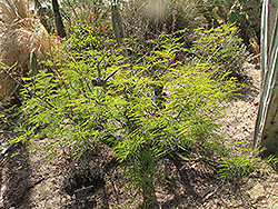 Desert Fern (Lysiloma microphylla var. thornberi) at Stonegate Gardens