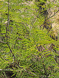 Desert Fern (Lysiloma microphylla var. thornberi) at Stonegate Gardens