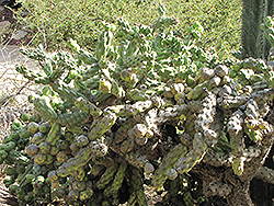 Tree Cholla Cactus (Cylindropuntia cholla) at Lakeshore Garden Centres