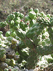 Cholla Cactus (Opuntia cholla) at A Very Successful Garden Center