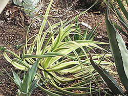 Variegated Candelabrum Agave (Agave bracteosa 'Variegata') at A Very Successful Garden Center