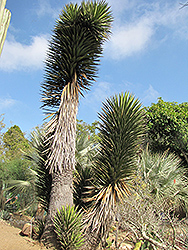 Giant Tree Yucca (Yucca valida) at Stonegate Gardens
