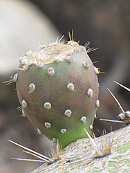 Tapona Prickly Pear Cactus (Opuntia tapona) at A Very Successful Garden Center