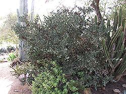Anchor Plant (Colletia paradoxa) at Stonegate Gardens