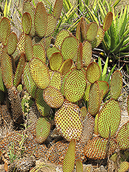 Cinnamon Cactus (Opuntia microdasys var. rufida) at A Very Successful Garden Center