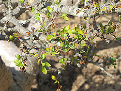 Fragrant Bursera (Bursera fagaroides) at Stonegate Gardens