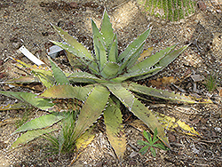 Saw Leaf Agave (Agave xylonacantha) at A Very Successful Garden Center