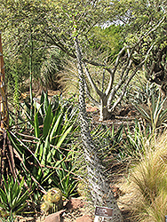Boojum Tree (Fouquieria columnaris) at A Very Successful Garden Center