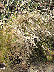 Peruvian Feather Grass (Jarava ichu) at A Very Successful Garden Center