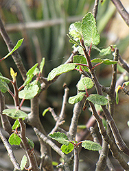 Copal (Bursera hindsiana) at Lakeshore Garden Centres
