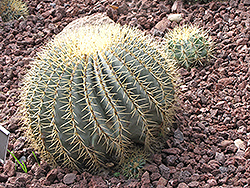 Blue Barrel Cactus (Ferocactus glaucescens) at A Very Successful Garden Center