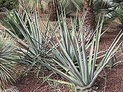 Difformis Agave (Agave difformis) at Stonegate Gardens