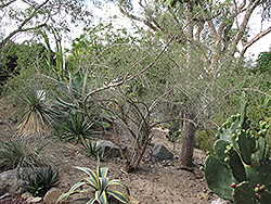 Baja Desert-thorn (Lycium brevipes) at A Very Successful Garden Center