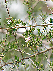 Baja Desert-thorn (Lycium brevipes) at Lakeshore Garden Centres
