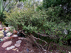 Xanti Mimosa (Mimosa tricephala var. xanti) at Stonegate Gardens